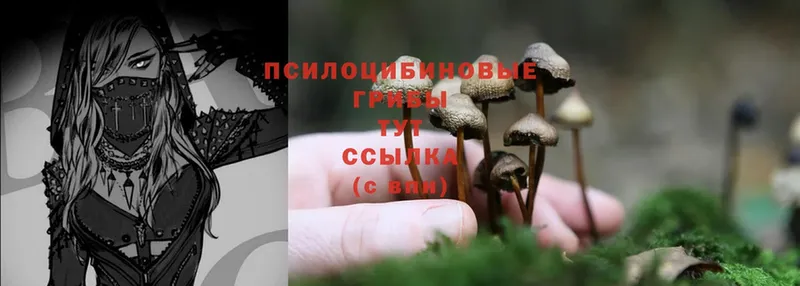 Псилоцибиновые грибы MAGIC MUSHROOMS  Почеп 